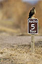 Bosque Del Apache Hawk